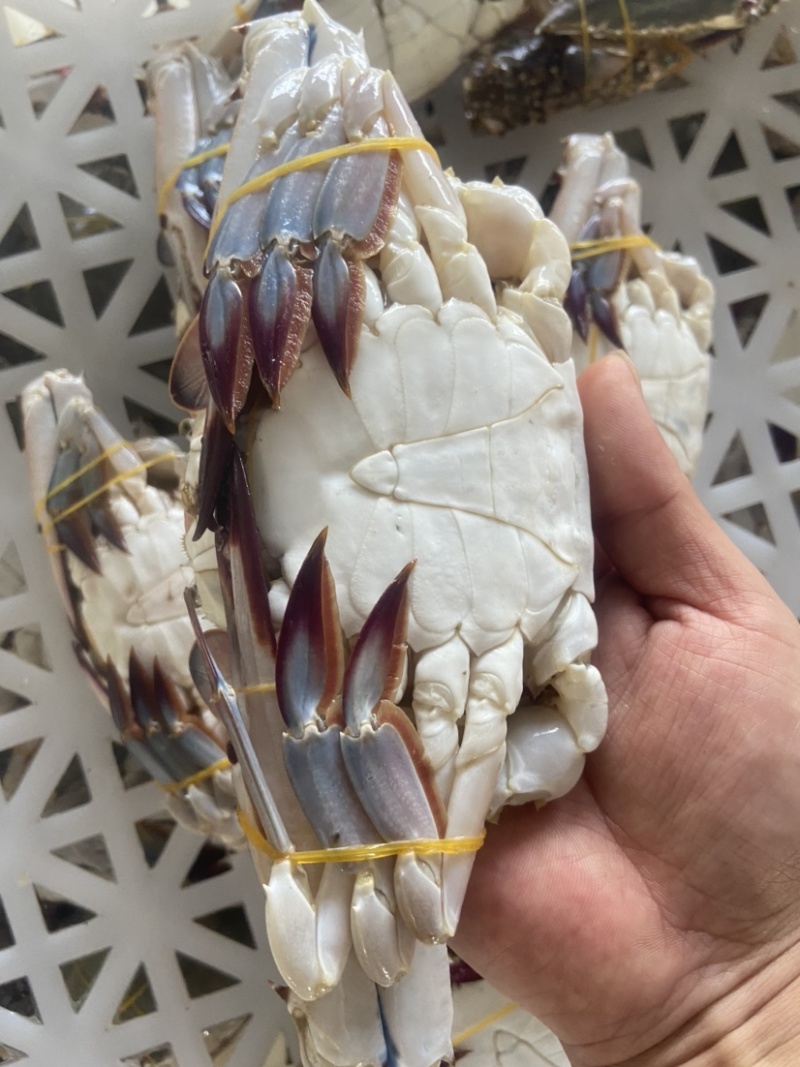 精品冷冻梭子蟹蟹煲餐饮优质好货，不做空壳蟹