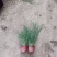 小兔子狼尾草，大小杯齐全