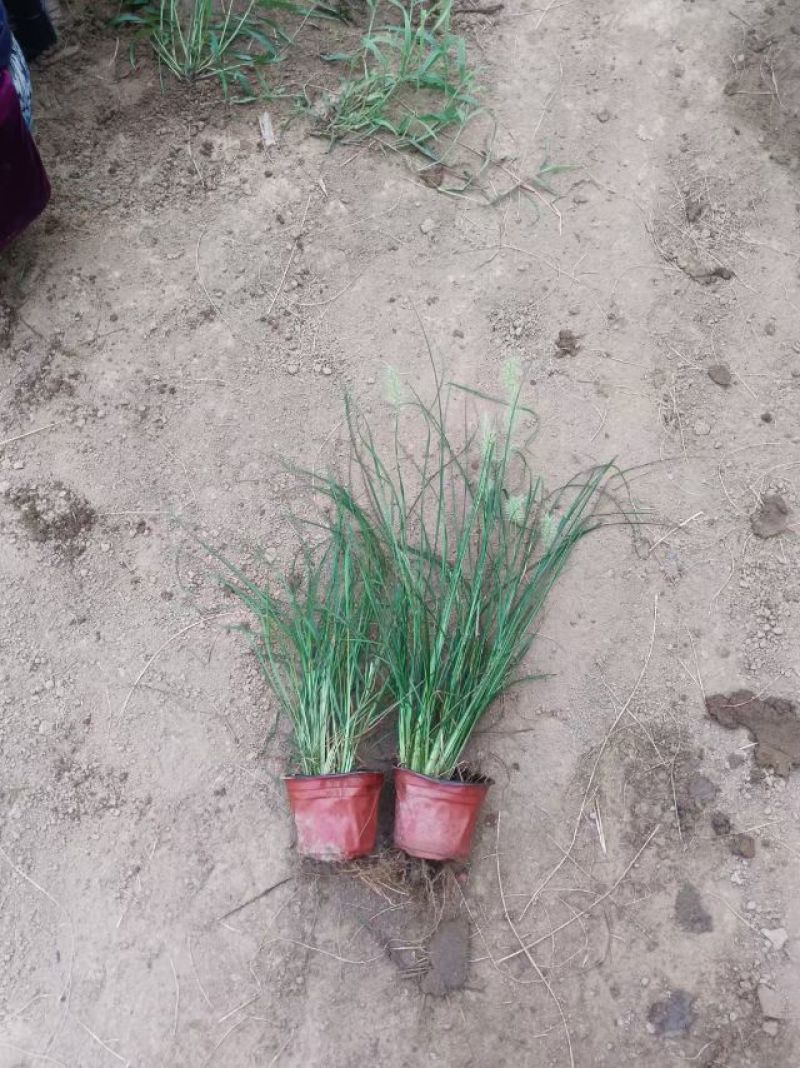 小兔子狼尾草，大小杯齐全