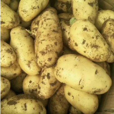 土豆沃土5号！希森！V7！品种齐全保质保量欢迎订购