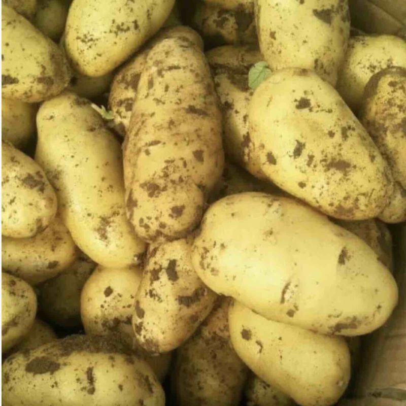 土豆沃土5号！希森！V7！品种齐全保质保量欢迎订购