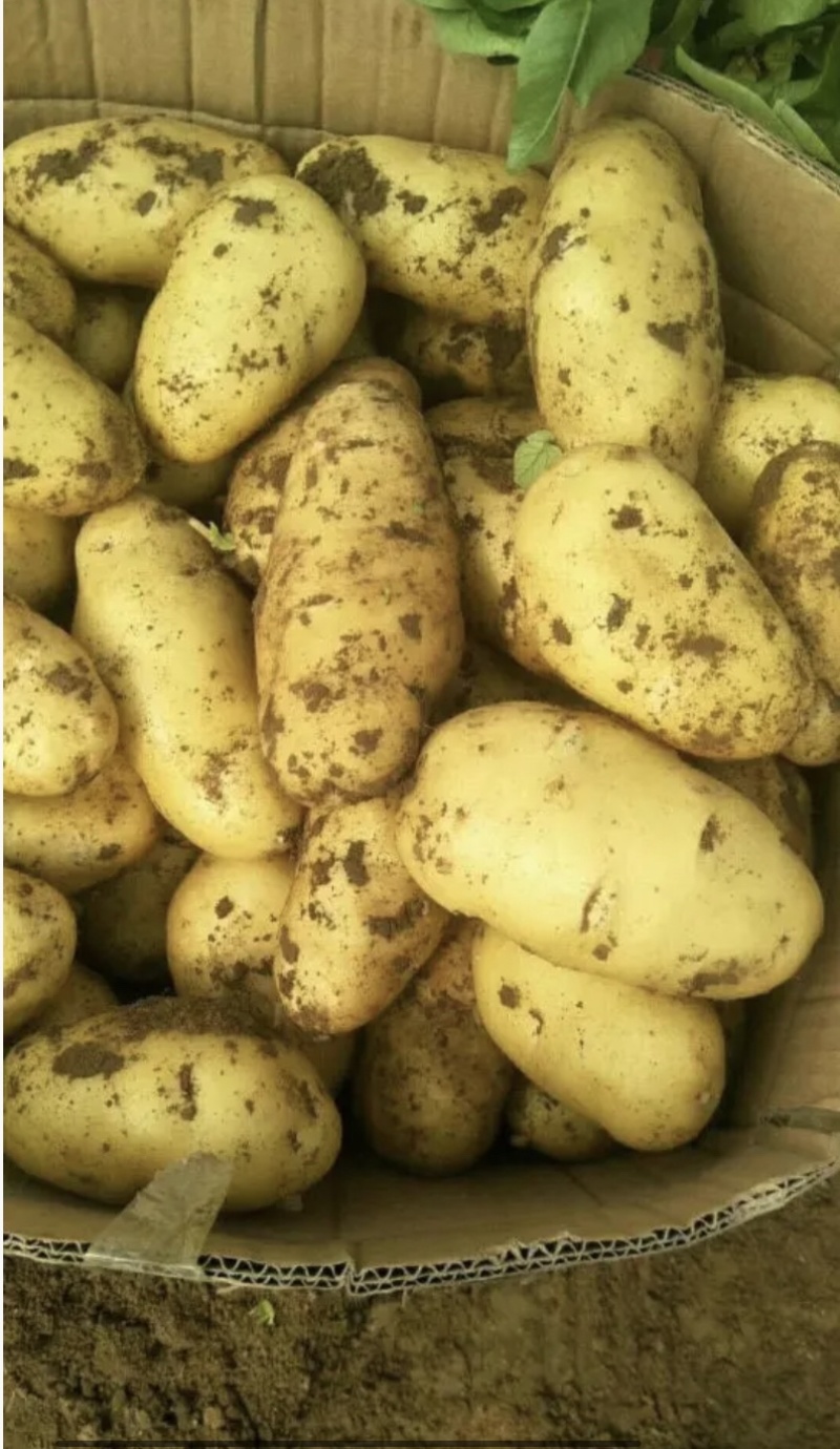 土豆沃土5号！希森！V7！品种齐全保质保量欢迎订购