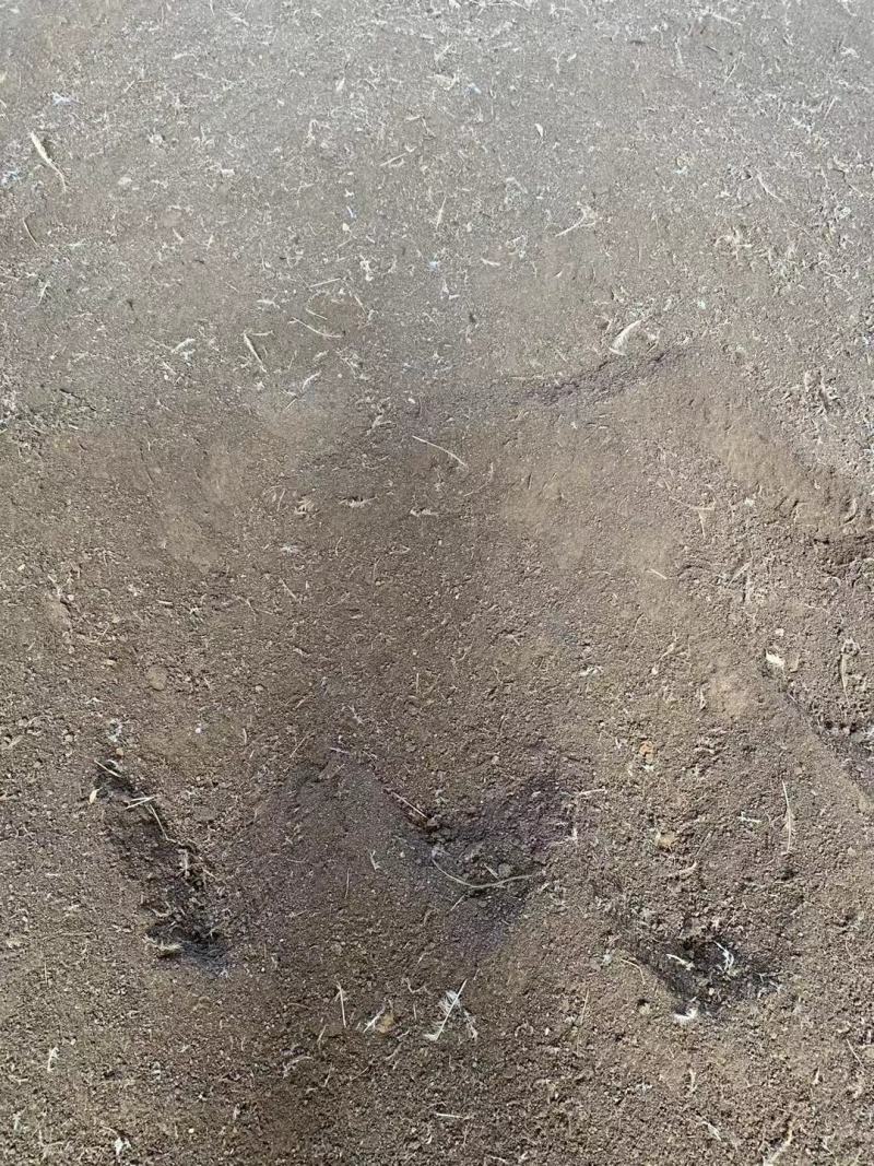 【推荐】广东鸡粪大量货源出售中基地发货