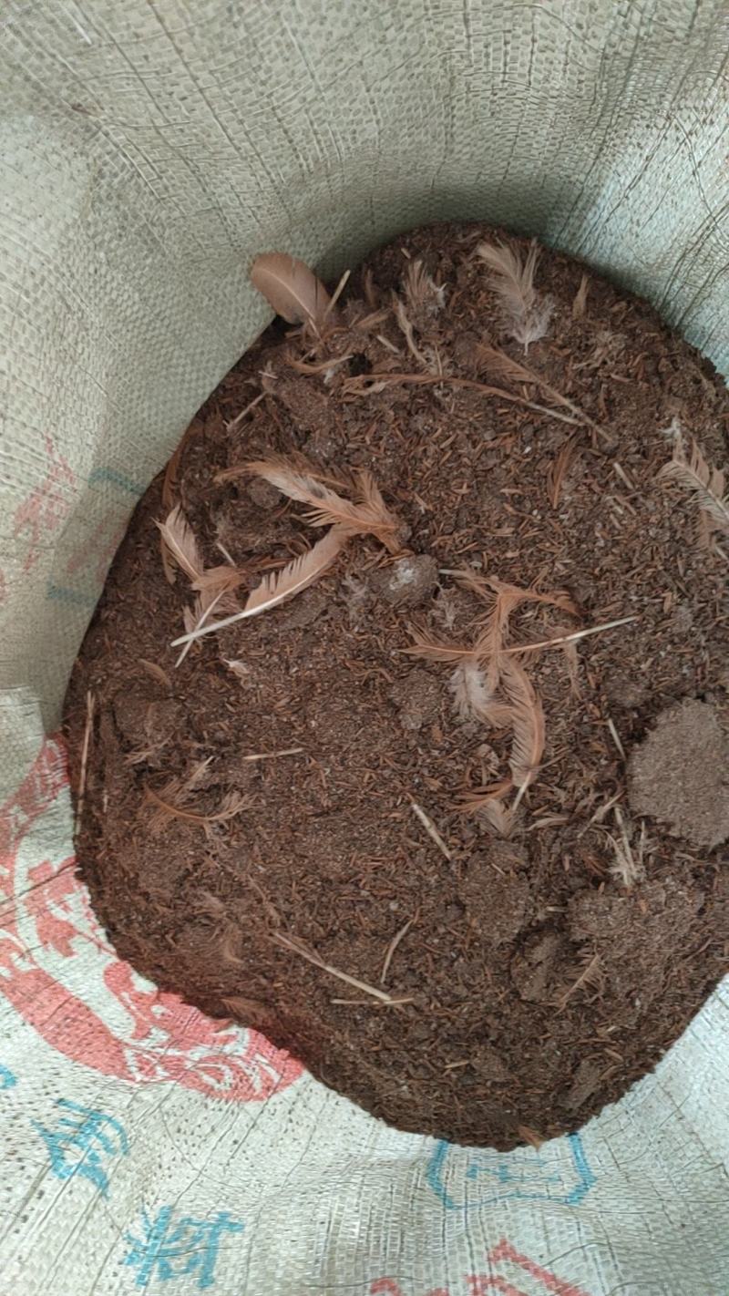 【推荐】广东鸡粪大量货源出售中基地发货
