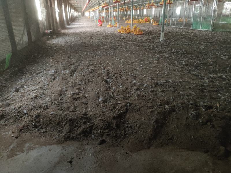 【推荐】广东鸡粪大量货源出售中基地发货