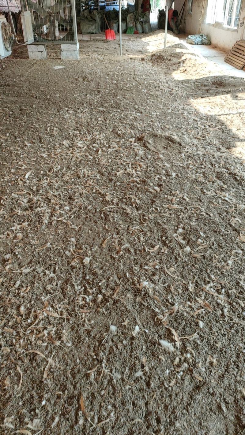 【推荐】广东鸡粪大量货源出售中基地发货
