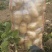 土豆沃土5号！希森！V7！品种齐全保质保量欢迎订购