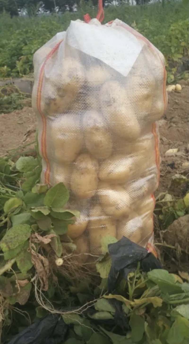 土豆沃土5号！希森！V7！品种齐全保质保量欢迎订购
