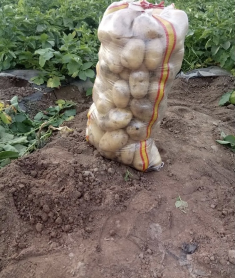 土豆沃土5号！希森！V7！品种齐全保质保量欢迎订购