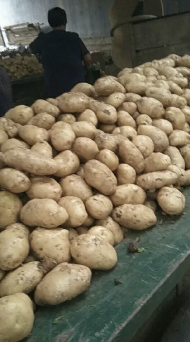 土豆沃土5号！希森！V7！品种齐全保质保量欢迎订购