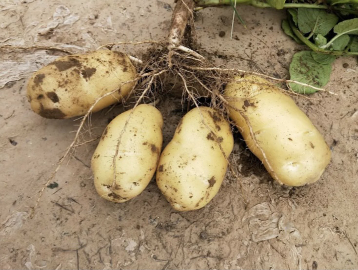 展示荷兰十五号土豆植株生长状态及成熟块茎外观 荷兰十五号土豆植株与块茎特写