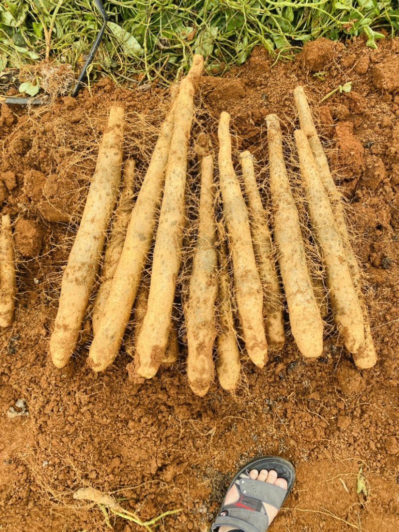 广西山药/白鬼淮山药，本人种植400亩，全国发货，产地价