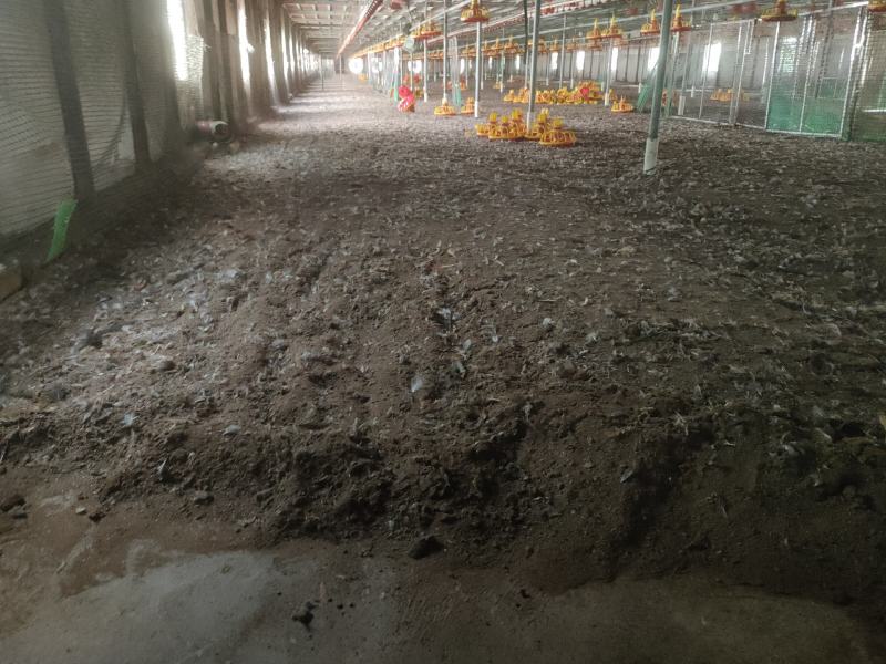 【推荐】广东鸡粪基地发货量大从优价格优惠欢迎电联
