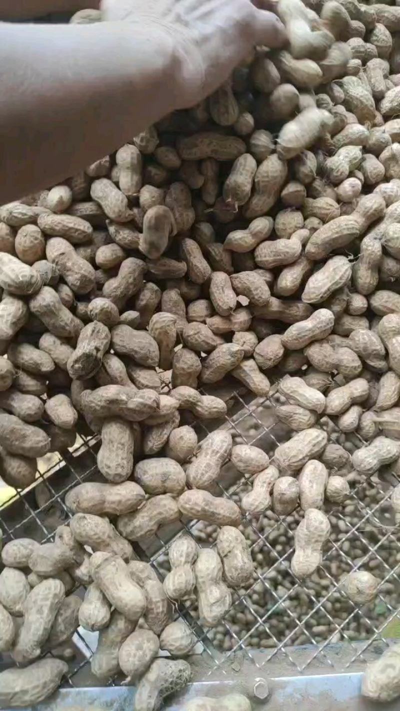 鲜花生！过筛手选，产地直销，保质保量！欢迎订购