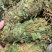 鸡骨草带叶扎把青绿鸡骨草支持线上交易