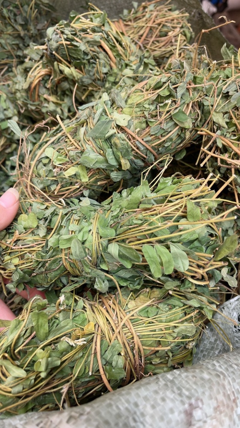 鸡骨草带叶扎把青绿鸡骨草支持线上交易