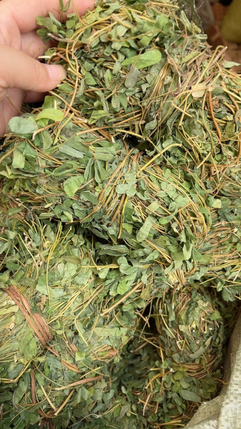 鸡骨草带叶扎把青绿鸡骨草支持线上交易