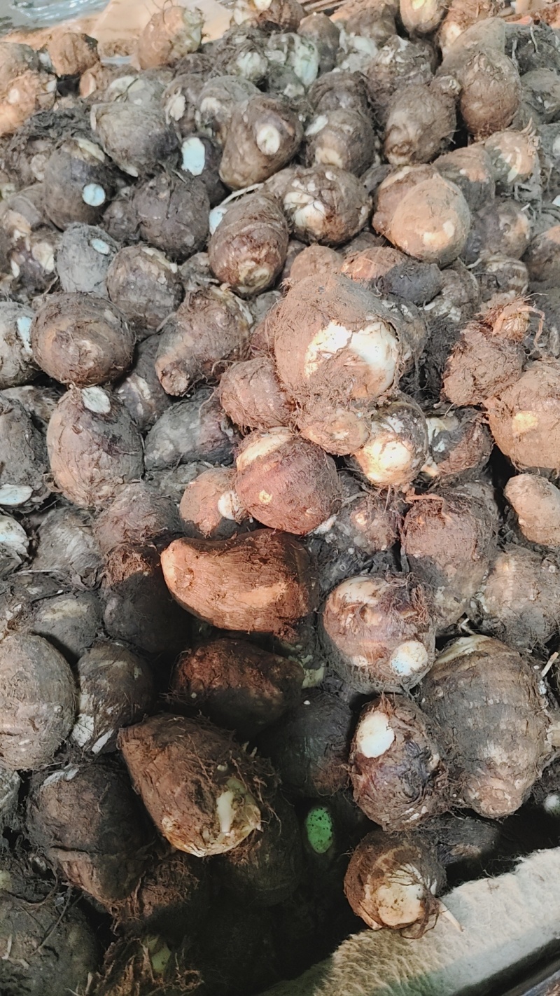山东沂蒙山牛奶芋头大量上市，规格齐全，欢迎订购通货1.