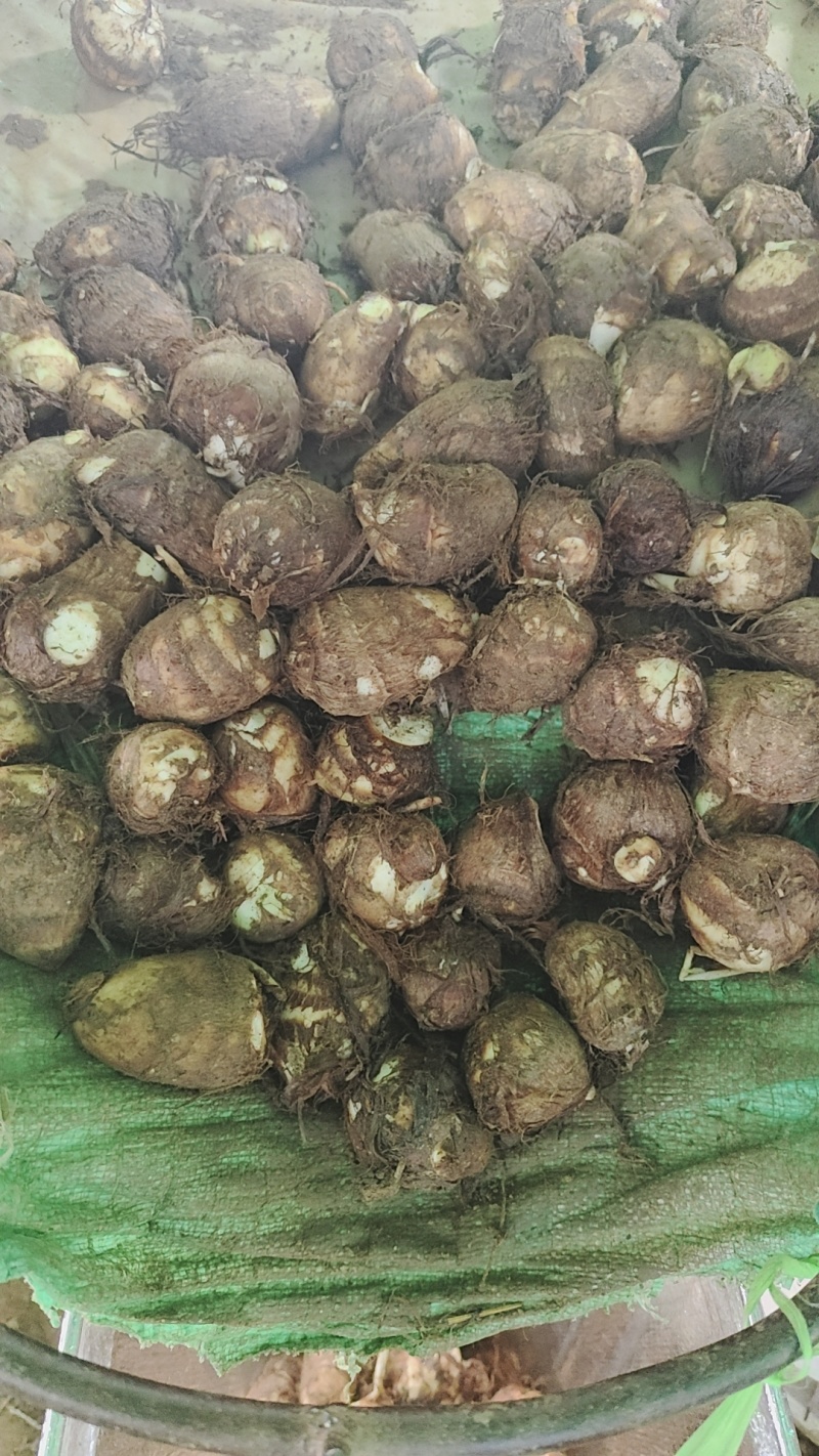 山东沂蒙山牛奶芋头大量上市，规格齐全，欢迎订购通货1.