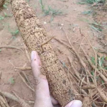 新鲜十万斤牛大力整批出售，现场看货马上可以开挖