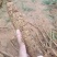 新鲜十万斤牛大力整批出售，现场看货马上可以开挖