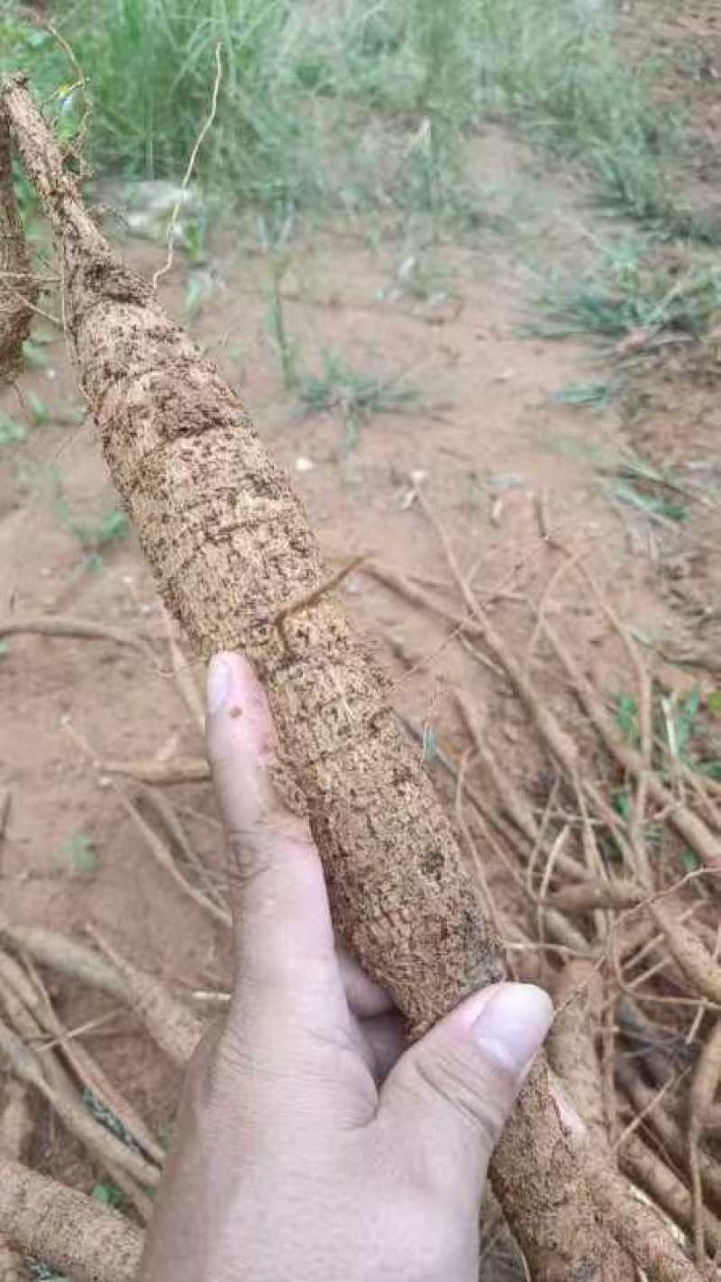 新鲜十万斤牛大力整批出售，现场看货马上可以开挖