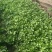 安徽砀山基地精品芹菜苗法国皇后美国西芹香芹