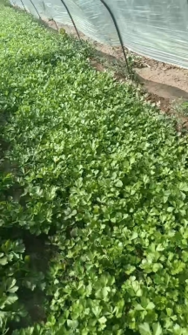 安徽砀山基地精品芹菜苗法国皇后美国西芹香芹