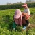 安徽砀山基地精品芹菜苗法国皇后美国西芹香芹