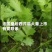 安徽砀山基地精品芹菜苗法国皇后美国西芹香芹