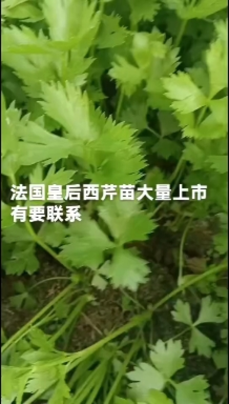 安徽砀山基地精品芹菜苗法国皇后美国西芹香芹