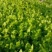 安徽砀山基地精品芹菜苗法国皇后美国西芹香芹