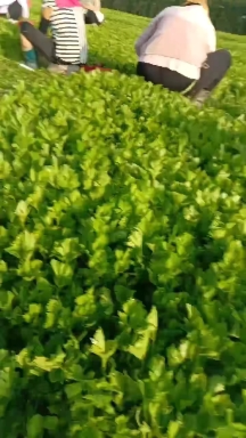 安徽砀山基地精品芹菜苗法国皇后美国西芹香芹