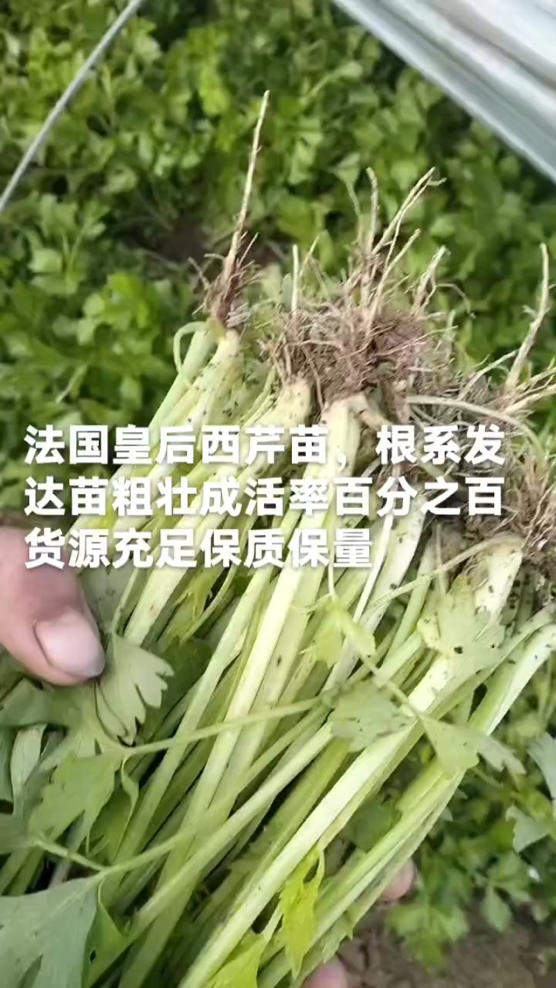 安徽砀山基地精品芹菜苗法国皇后美国西芹香芹