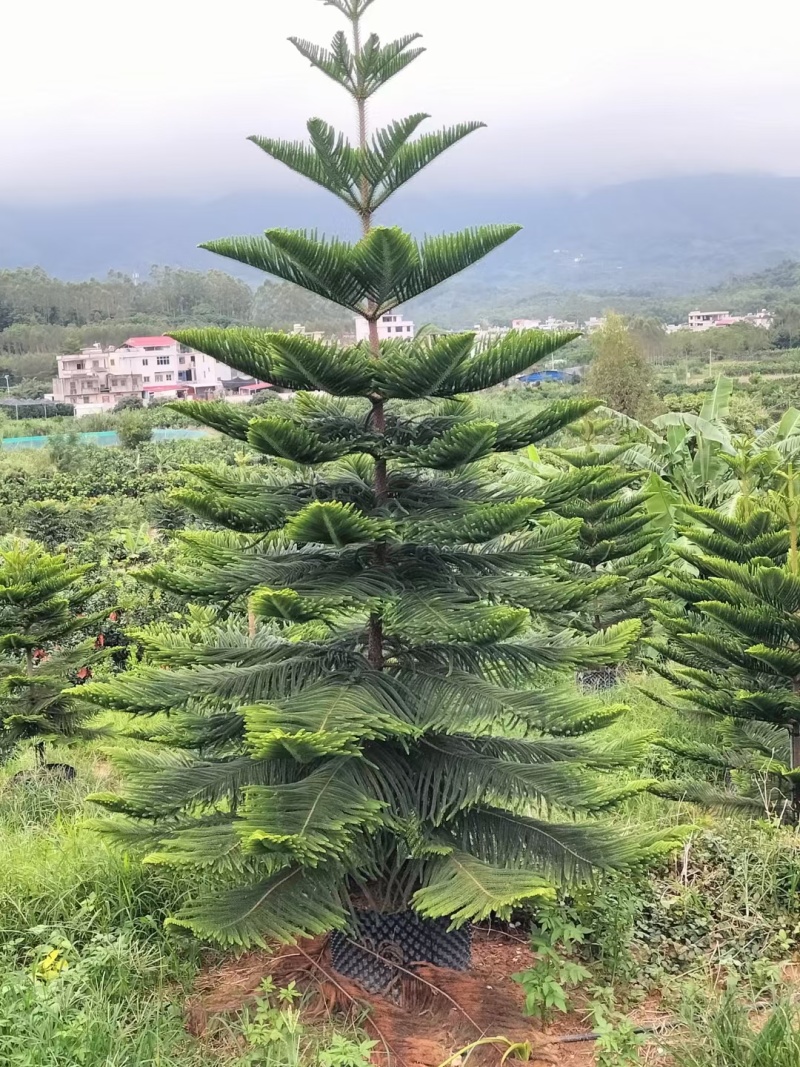 南洋杉