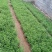 荷兰菊，大小杯