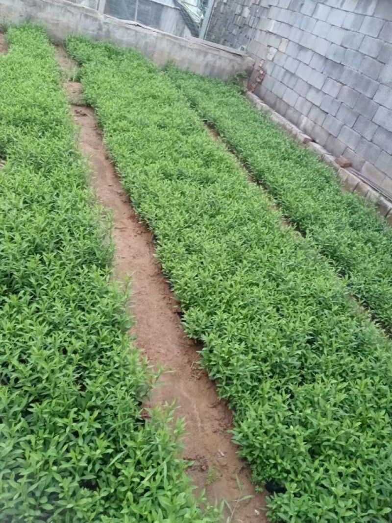荷兰菊，大小杯