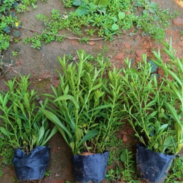 荷兰菊，大小杯
