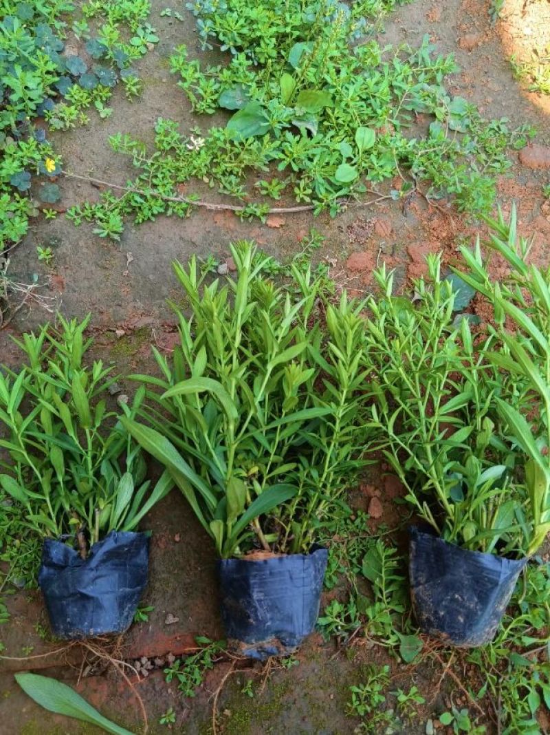 荷兰菊，大小杯