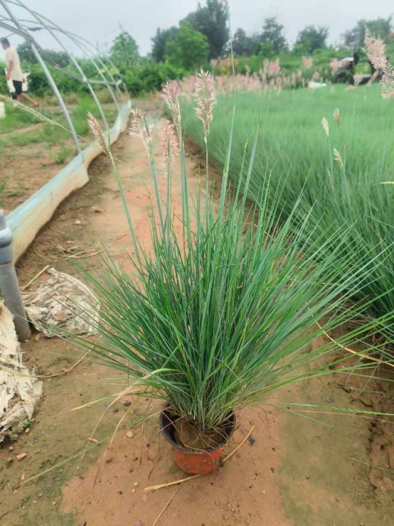 蜜糖草，坡地毛冠草