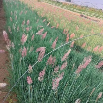 蜜糖草，坡地毛冠草