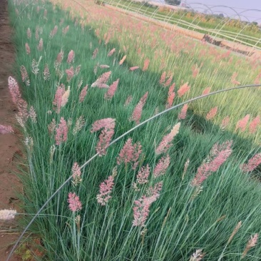 蜜糖草，坡地毛冠草