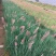 蜜糖草，坡地毛冠草