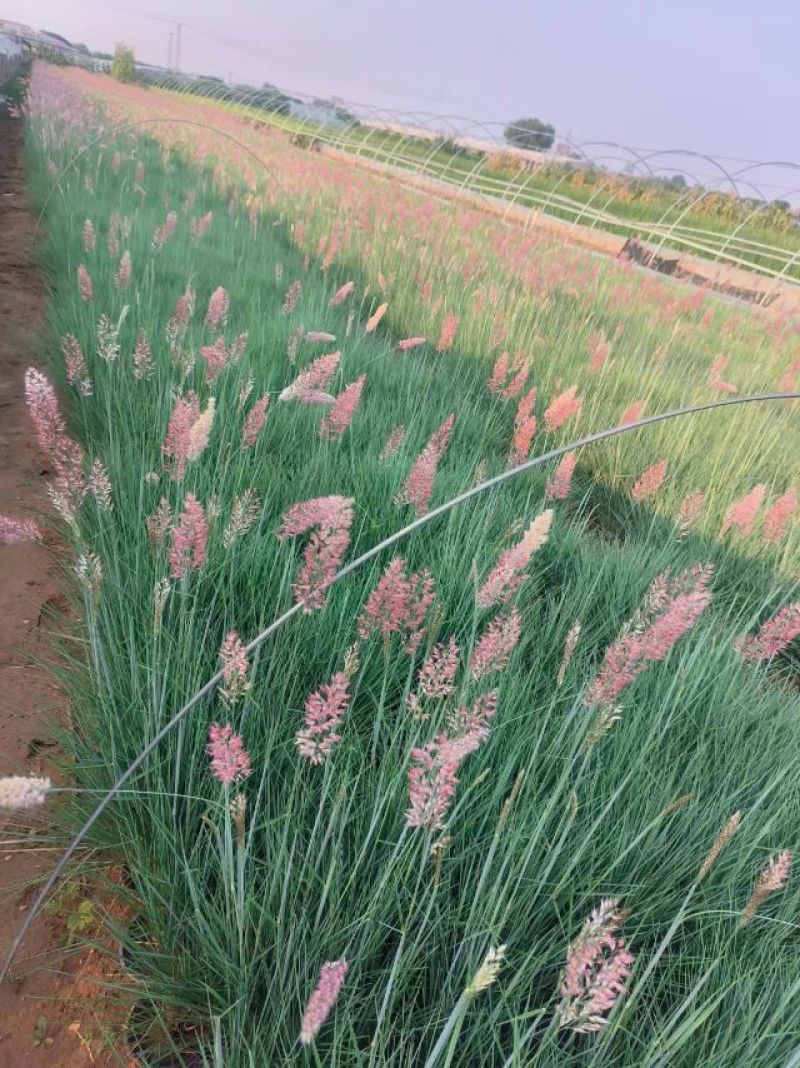 蜜糖草，坡地毛冠草