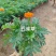 孔雀草