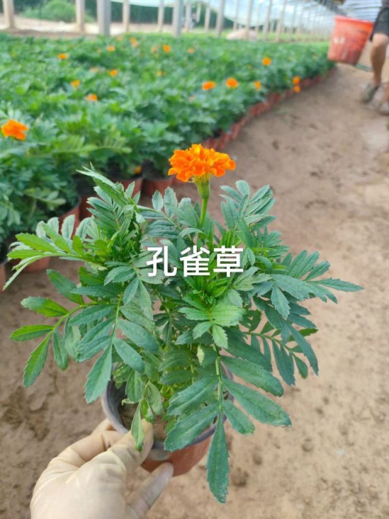孔雀草