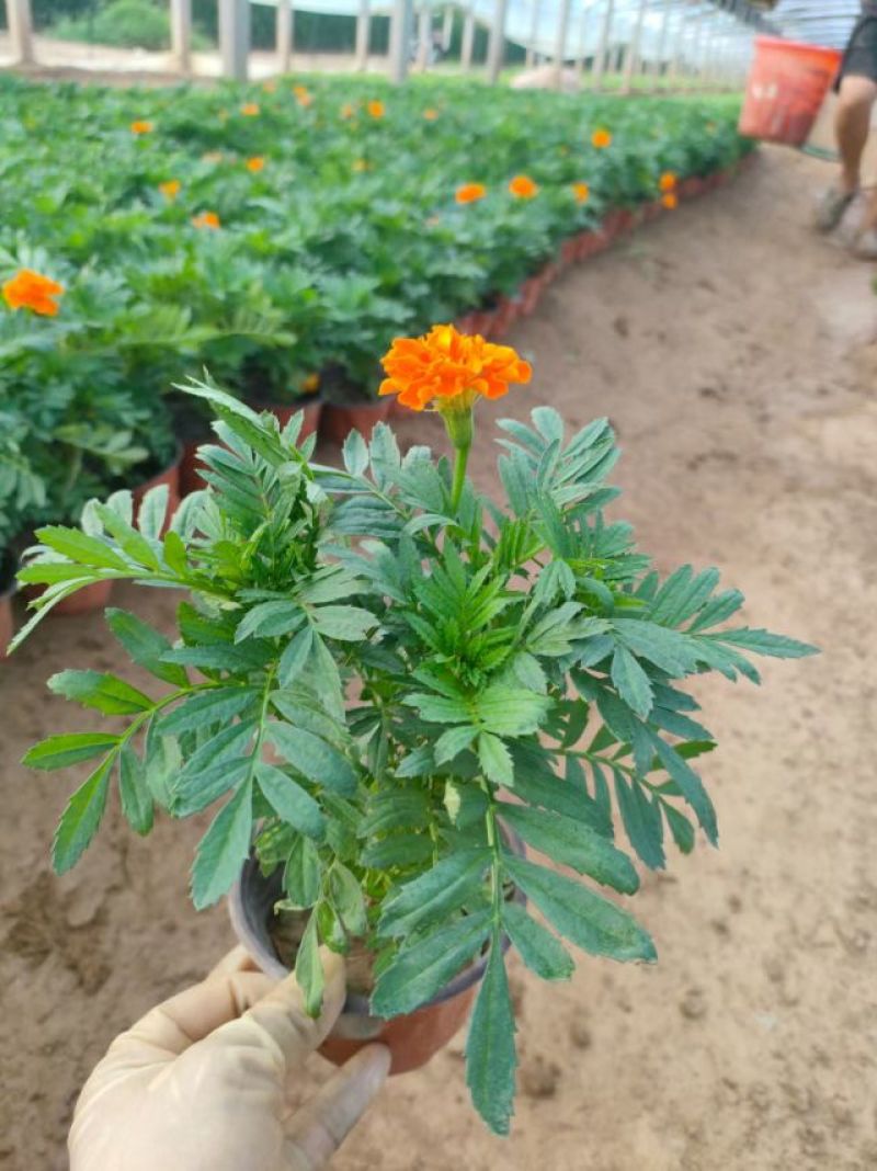 孔雀草