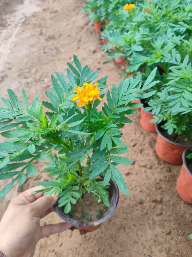 孔雀草