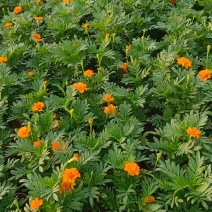 孔雀草