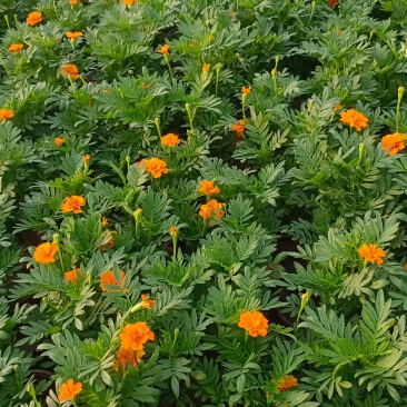 孔雀草